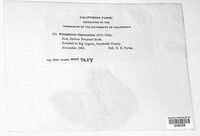 Podosphaera clandestina image